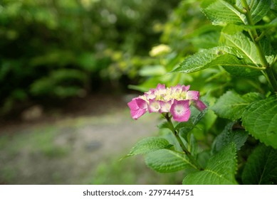 Pink Hydrangea Flower Cluster Close Up