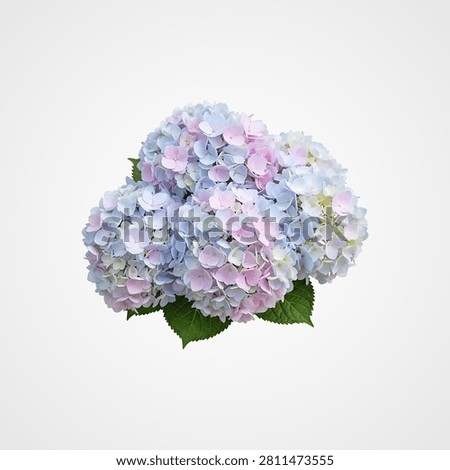 Pink hydrangea flower cluster with green leaves isolated
