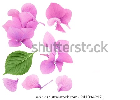 Pink Hydrangea flower isolated on white background. Top view with copy space for your text. Flat lay