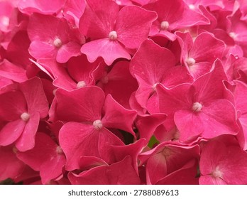 Pink hydrangea flower macro background
