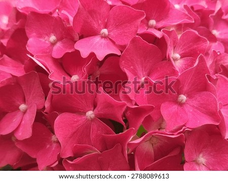Pink hydrangea flower macro background