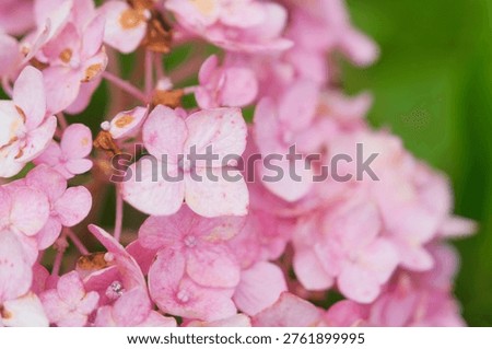 pink hydrangea flower texture, hard day light, Kobe, Japan