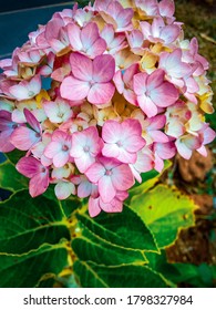 Pink Hydrangea Flowers Blooming In A Kenyan Farm