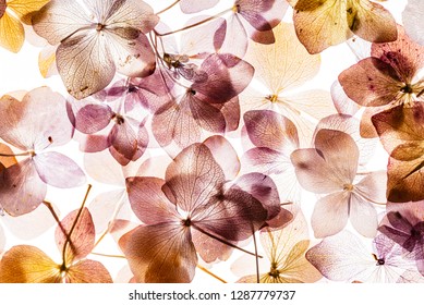 8,521 Dried hydrangea Images, Stock Photos & Vectors | Shutterstock