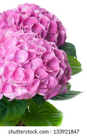 Pink hydrangea flowers with leaves on a white background, isolated