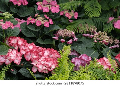 Pink hydrangea flowers surrounded by lush green foliage in a decorative garden composition