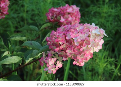 pink hydrangea flowers with white , Fraise melba