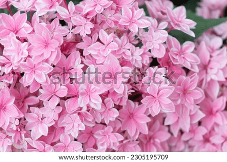 Pink hydrangea of ​​the Japanese variety. Uta Awase Stock fotó © 