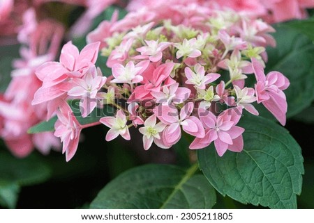 Pink hydrangea of ​​the Japanese variety. Uta Awase Stock fotó © 