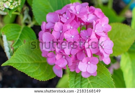 Pink Hydrangea macrophylla, commonly referred to as bigleaf hydrangea, is one of the most popular landscape shrubs owing to its large mophead flowers.