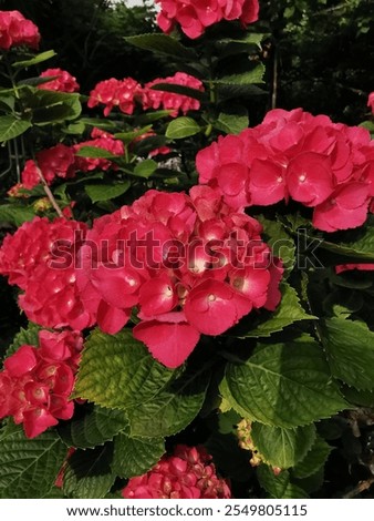 Pink hydrangea macrophylla Forever and Ever Red Sensation in the garden in July 