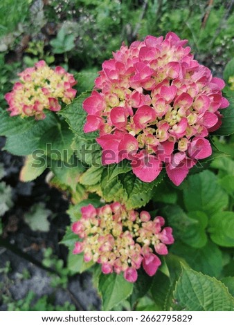 Pink hydrangea macrophylla Forever and Ever Red Sensation blooms on at June 2024 in the garden 