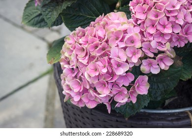 Pink Hydrangea In Pot