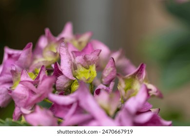 pink hydrangea wilted flowers close up - Powered by Shutterstock