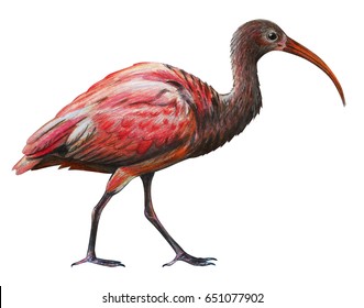 Ibis Bird Of Egypt Culture Images, Stock Photos & Vectors | Shutterstock