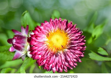 5,120 Immortelle flower Images, Stock Photos & Vectors | Shutterstock