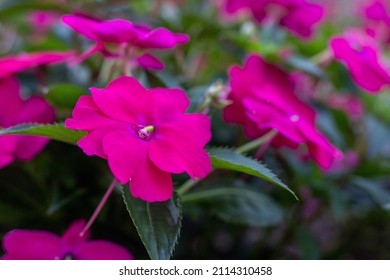Pink Impatiens flowers in bloom outdoors, close up