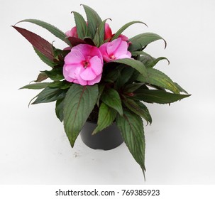 Pink Impatiens flowers in pot isolated on white background for sale, decorations or gifts.