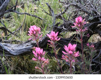 pink Indian paintbrush plants amongst sagebrush on the prairie in Montana