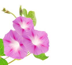 Pink Ipomea Flowers