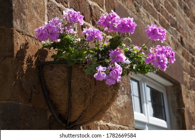 Pink Ivy Geranium Plants In A Hanging Basket In The UK