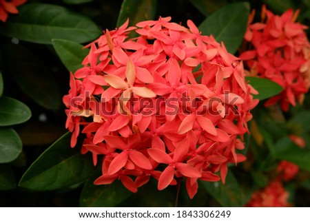 Pink Ixora coccinea (also known as jungle geranium, flame of the woods or jungle flame or pendkuli) is a species of flowering plant in the family Rubiaceae. Indonesian called it as Bunga Jarum.
