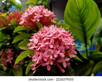 Pink Ixora With Green Leaves, Spike Flower.

