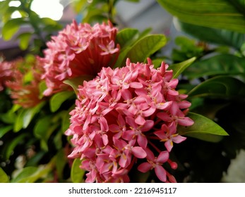 Pink Ixora With Green Leaves, Spike Flower.

