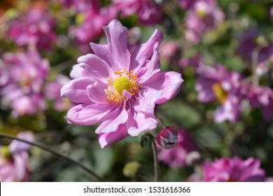 Pink Japanese anemone Koenigin Charlotte (Queen Charlotte) - Latin name - Anemone * hybrida Koenigin Charlotte - Shutterstock ID 1531616366