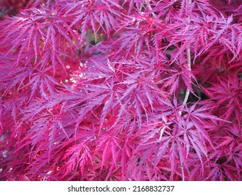 Pink Japon Tree In The Garden