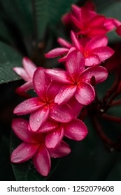 Pink Jasmine Flower