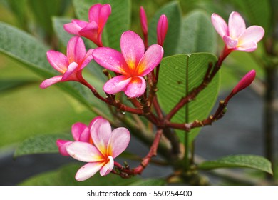 Pink Jasmine Flower