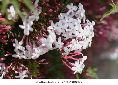 Pink Jasmine (Jasminum Polyanthum)