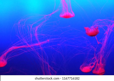 Pink Jellyfish In Aquarium