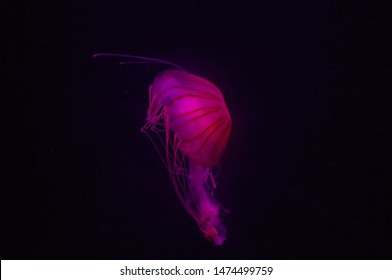 Pink Jellyfish At Sealife Centre