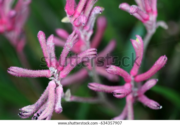 Pink Kangaroo Paw Flowers Australia Native Stock Photo Edit Now