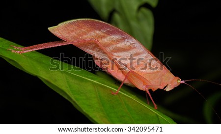 Pink katydid-erythrism of a green katydid where the red color pigment excessive instead of green