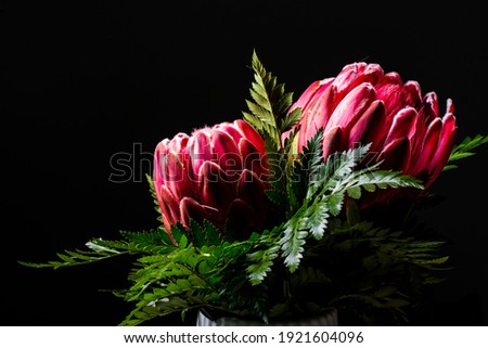 Pink king protea flower bouquet in bloom isolated on a black background