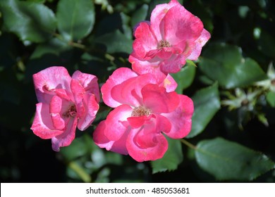 Pink Knockout Rose