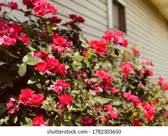 Pink Knockout Rose Bush In Full Bloom