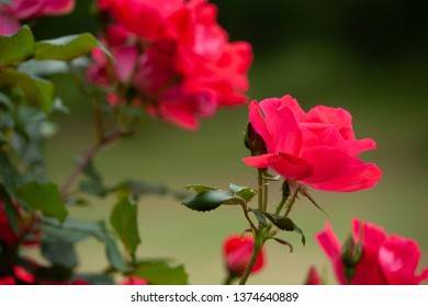 Pink Knockout Roses.