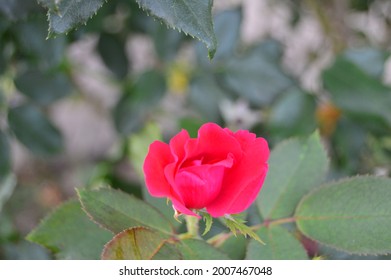 Pink Knockout Roses Up Close