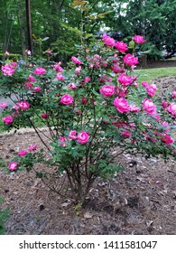 Pink Knockout Roses In A Garden