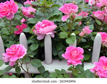 Pink Knockout Roses On Wooden Fence