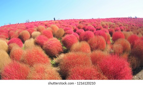 Pink Kokia In JAPAN