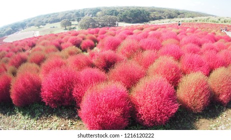 Pink Kokia In JAPAN