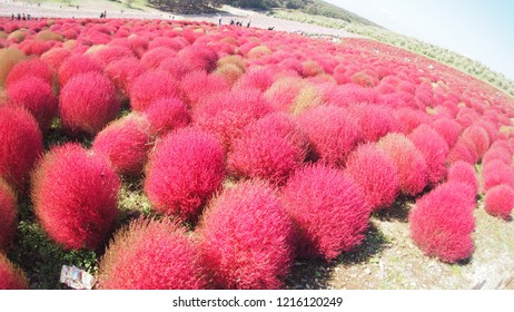 Pink Kokia In JAPAN