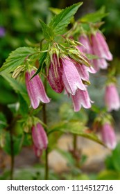 Pink Korean Bellflower Koreanglockenblume Garden Campanula Stock Photo