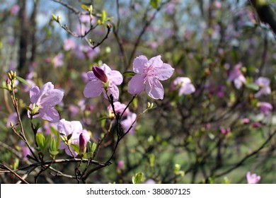 Pink Labrador Tea Rhododendron