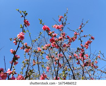Pink Lady Chaenomeles speciosa (Flowering quince or Japanese quince)